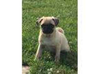 Pug Puppy for sale in Seneca Falls, NY, USA