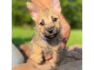 Cairn Terrier Puppy for sale in Thompson, OH, USA
