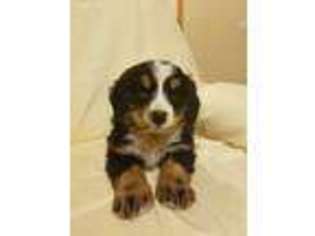 Bernese Mountain Dog Puppy for sale in Lone Rock, WI, USA