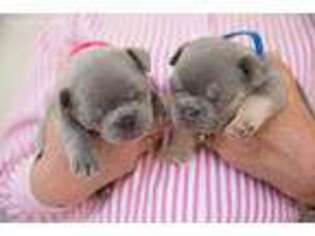 French Bulldog Puppy for sale in Findlay, OH, USA