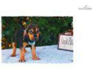 Bloodhound Puppy for sale in Columbia, MO, USA