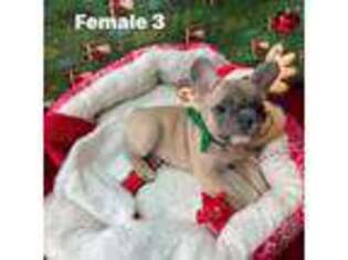 French Bulldog Puppy for sale in Newcastle, OK, USA