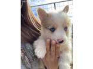 Pembroke Welsh Corgi Puppy for sale in Earlsboro, OK, USA