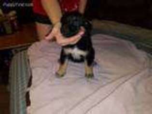 German Shepherd Dog Puppy for sale in Council Bluffs, IA, USA