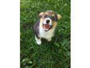 Pembroke Welsh Corgi Puppy for sale in Cass City, MI, USA
