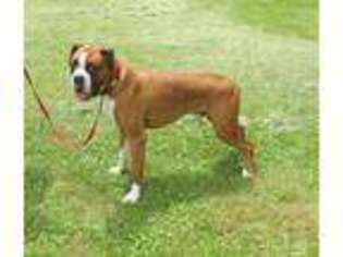 Boxer Puppy for sale in Morgantown, PA, USA