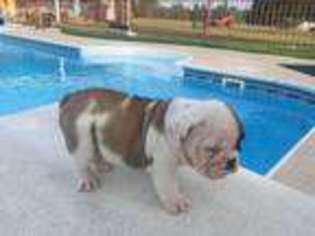 Bulldog Puppy for sale in Blossom, TX, USA