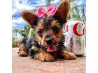 Yorkshire Terrier Puppy for sale in Bradenton, FL, USA