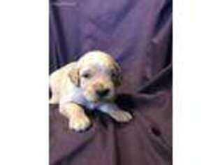 Golden Retriever Puppy for sale in Neosho, MO, USA