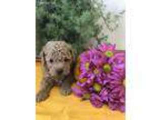 Mutt Puppy for sale in Milton, PA, USA