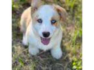 Cardigan Welsh Corgi Puppy for sale in Knoxville, TN, USA