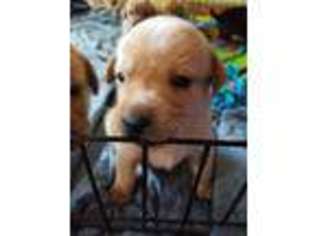 Labrador Retriever Puppy for sale in North Highlands, CA, USA