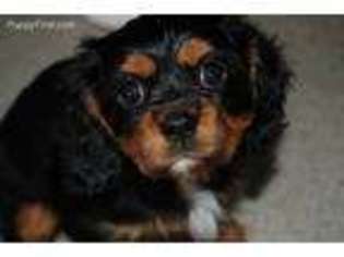 Cavalier King Charles Spaniel Puppy for sale in Manchester, NH, USA
