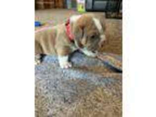 Bulldog Puppy for sale in Galena, IL, USA