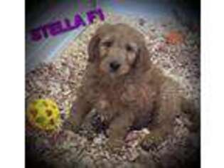 Goldendoodle Puppy for sale in Alma, MI, USA
