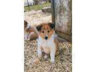 Collie Puppy for sale in Woodbury, TN, USA
