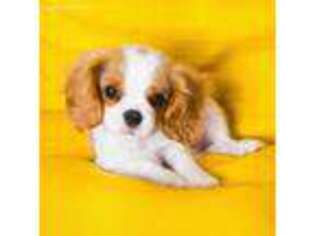 Cavalier King Charles Spaniel Puppy for sale in Madison, WI, USA