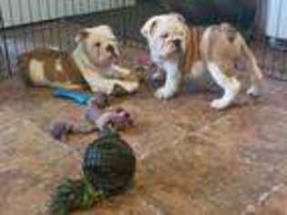 Bulldog Puppy for sale in Weedsport, NY, USA