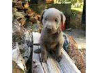 Labrador Retriever Puppy for sale in Decorah, IA, USA