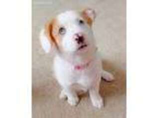 Pembroke Welsh Corgi Puppy for sale in Taylor, MI, USA