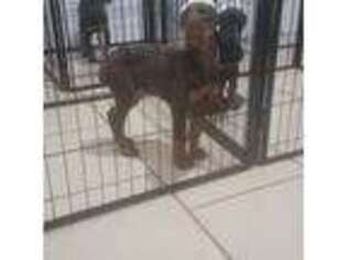 Doberman Pinscher Puppy for sale in Bridgeport, TX, USA