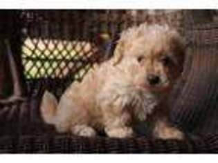 Poovanese Puppy for sale in Westminster, SC, USA