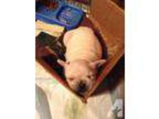 French Bulldog Puppy for sale in PIKETON, OH, USA