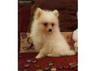 Pomeranian Puppy for sale in Center Ridge, AR, USA