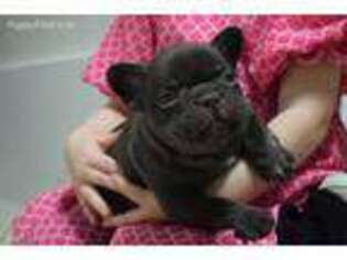 French Bulldog Puppy for sale in Clarksville, AR, USA