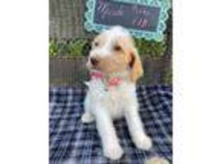 Labradoodle Puppy for sale in Roaring River, NC, USA