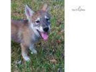 Wolf Hybrid Puppy for sale in Houston, TX, USA