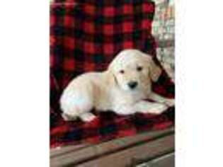 Golden Retriever Puppy for sale in Cunningham, KY, USA