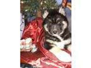 Siberian Husky Puppy for sale in Oakland, OR, USA
