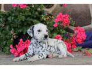 Dalmatian Puppy for sale in Gordonville, PA, USA