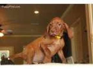 Vizsla Puppy for sale in George West, TX, USA