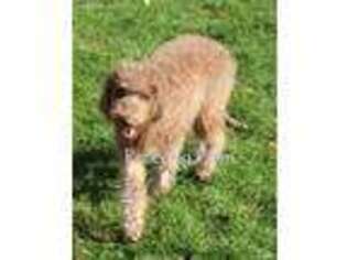 Labradoodle Puppy for sale in Allendale, MI, USA