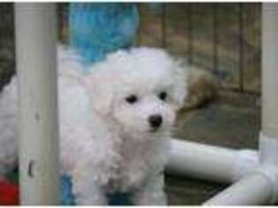 Bichon Frise Puppy for sale in Centerville, IA, USA