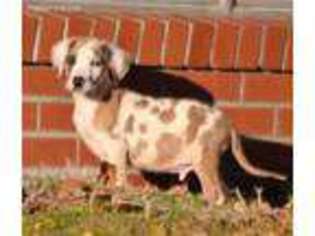 Great Dane Puppy for sale in Golconda, IL, USA