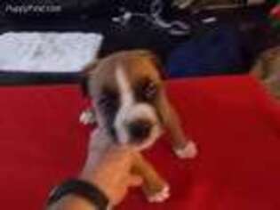 Boxer Puppy for sale in Gaston, SC, USA