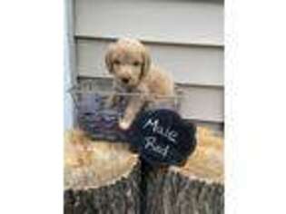 Portuguese Water Dog Puppy for sale in Crandon, WI, USA