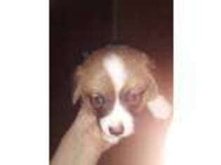 Pembroke Welsh Corgi Puppy for sale in Stephens City, VA, USA