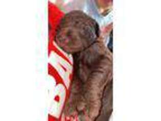 Labradoodle Puppy for sale in Elma, WA, USA