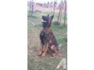 Belgian Malinois Puppy for sale in BEAR RIVER, WY, USA