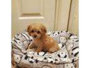 Cavapoo Puppy for sale in Mcallen, TX, USA