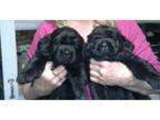 Newfoundland Puppy for sale in Angola, NY, USA