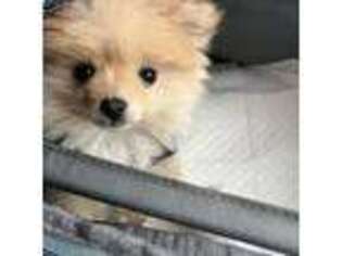 Pomeranian Puppy for sale in Long Beach, CA, USA