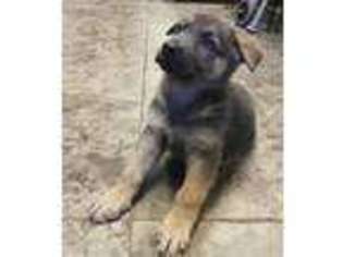 German Shepherd Dog Puppy for sale in Perkasie, PA, USA