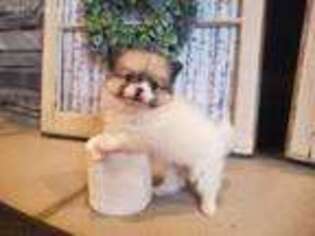 Pomeranian Puppy for sale in Ann Arbor, MI, USA