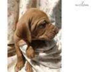 Vizsla Puppy for sale in Asheville, NC, USA