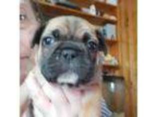 French Bulldog Puppy for sale in Lebanon, NH, USA